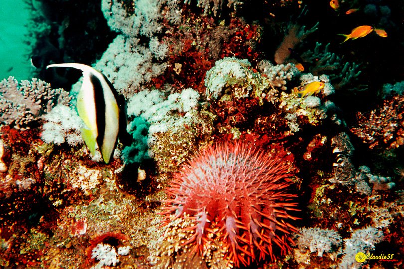 Oracolo della Sibilla Egitto pesce farfalla